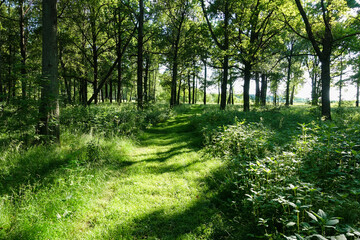 Naklejka premium Spring nature. Beautiful landscape. Forest with green grass and trees. Calm background
