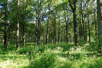 Spring nature. Beautiful landscape. Forest with green grass and trees. Calm background