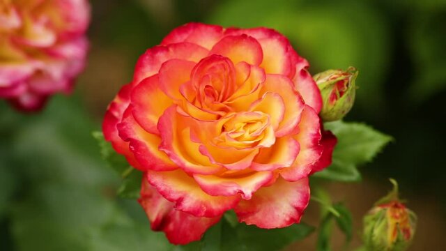 beautiful yellow rose with a red tint