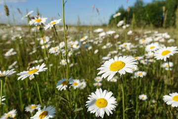Chamomiles against the blue sky, view from below