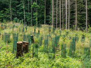 Neuanpflanzung von Jungbäumen im Mischwald