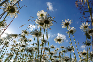 Obraz premium Chamomiles against the blue sky, view from below