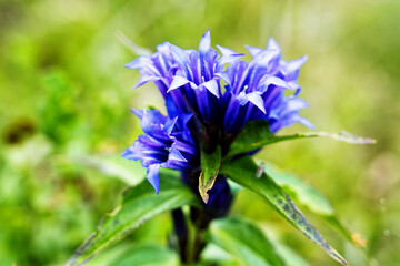 Willow Gentian (Gentiana asclepiadea) is a medium-tall, blue-flowering mountain herb