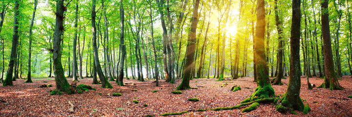 Summer forest with sun light. Nature background.