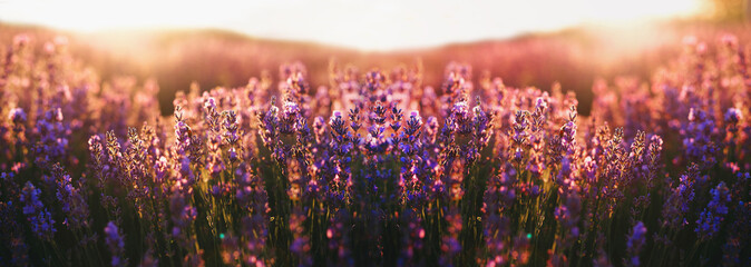 Panoramic lavender flowers blooming at sunset. Concept of beauty, aroma and aromatherapy	