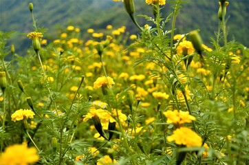 yellow flowers in the garden