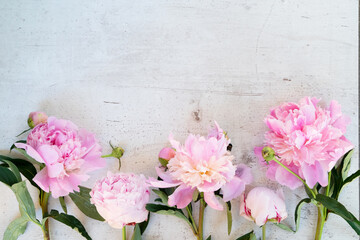 Fresh peony flowers