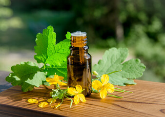 Chelidonium majus tincture in bottle( also known: greater celandine, nipplewort, swallowwort or...