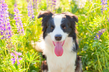Outdoor portrait of cute smiling puppy border collie sitting on grass violet flower background. Little dog with funny face in sunny summer day outdoors. Pet care and funny animals life concept