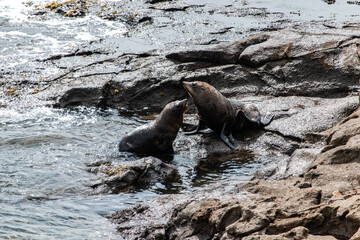 sea lion on a rock