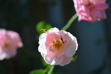 Fototapeta na wymiar melipona bees on rose flower