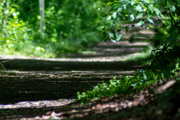winding trail in the forest © Jessica