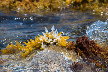 Close-up of a crystal seaweed. Nature background. 