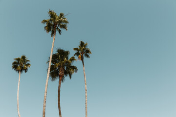 Three California Fan Palm Trees against a blue sky above Los Angeles, California