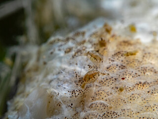 Amphipod on dead fish, Flohkrebs auf totem Flussbarsch