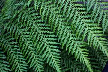 Green leaves of fern forest flower ecology vegan natural organic concept