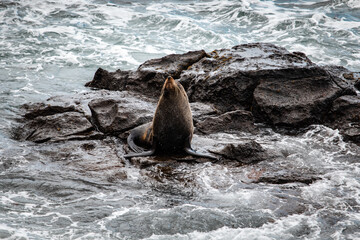 sea lion on a rock