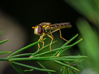 Flower fly, Schwebfliege (family Syrphidae)