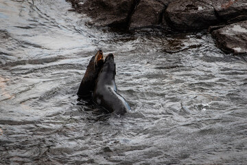 sea lion on a rock