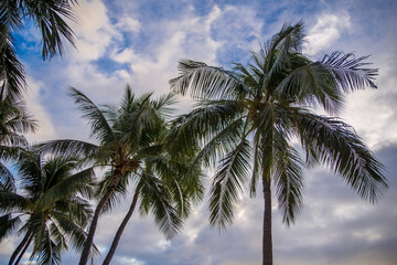 Fototapeta na wymiar Palm Trees against a cloudy sky above Waikiki Honolulu Hawaii