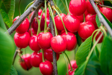 cherries in the garden