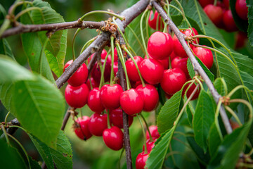 bunch red cherries on a branch