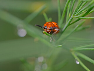 Red lily beetle, Lilienhähnchen (Lilioceris lilii)