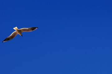 seagull in the sky
