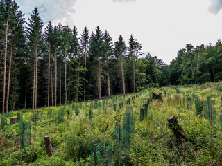 Neuanpflanzung von Jungbäumen im Mischwald