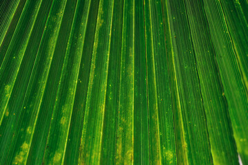 A green texture of the wall with vertical line background