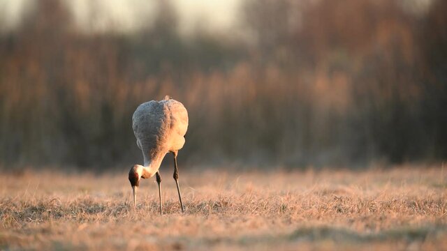 Common crane (Grus grus) bird