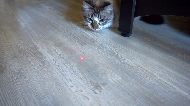 adult domestic cat watches a laser pointer beam