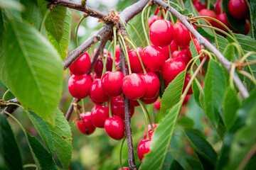 bunch of red cherries on a tree