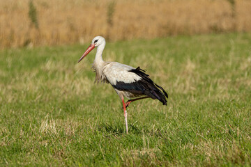 Storch