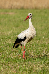Storch