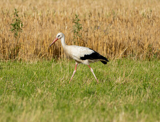 Storch