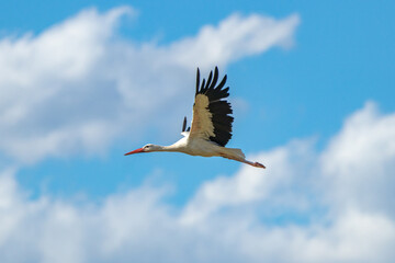 Storch