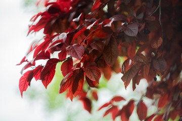 Stunning blood red leaves in the garden.
