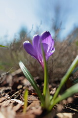Fototapeta premium Spring bright tender crocus