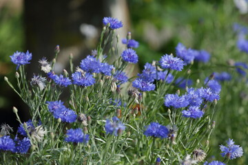 Cornflowers meadow flowers