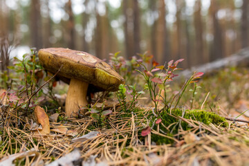 Edible mushrooms in a forest on green background, Boletus edulis