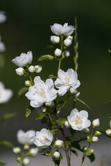 Blooming jasmine. Fragrant summer.