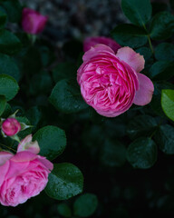 Pink rose Leonardo da Vinci