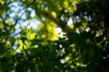 leaves on a sunny day