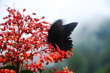 Fototapeta premium Beautiful tropical red flower Pagoda-Flower (Clerodendrum paniculatum) with a black Butterfly Great Mormon Swallowtail (Papilio memnon)