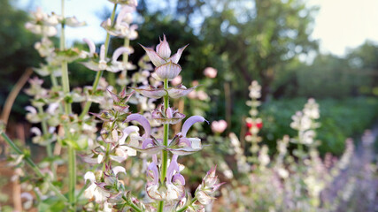 Obraz premium Blooming clary sage plants in a garden