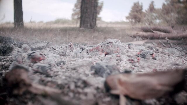 Extinct fire, white ashes, Pine forest
