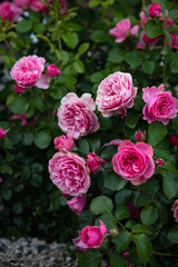 Pink rose Leonardo da Vinci