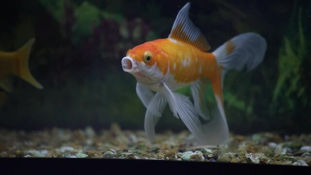 Orange and White Goldfish Yawning in the Water