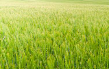 green wheat field on a Sunny summer day